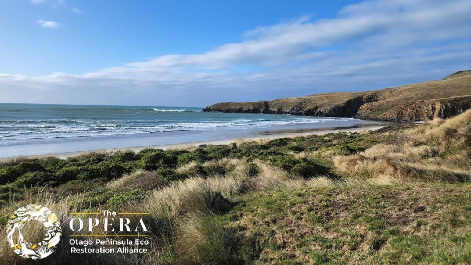 Discover the magic of the wild with The Opera Dunedin's Penguin and Wildlife Tour